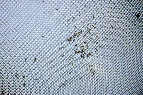 Window screen mesh with dirt and debris caught in it