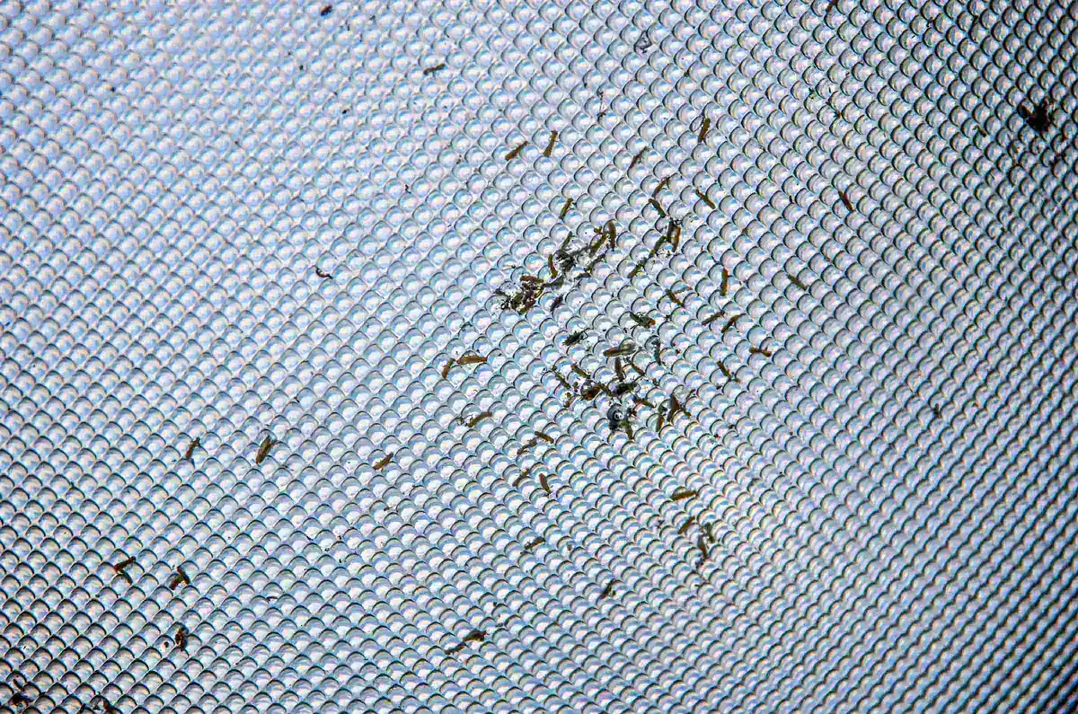 Window screen mesh with dirt and debris caught in it