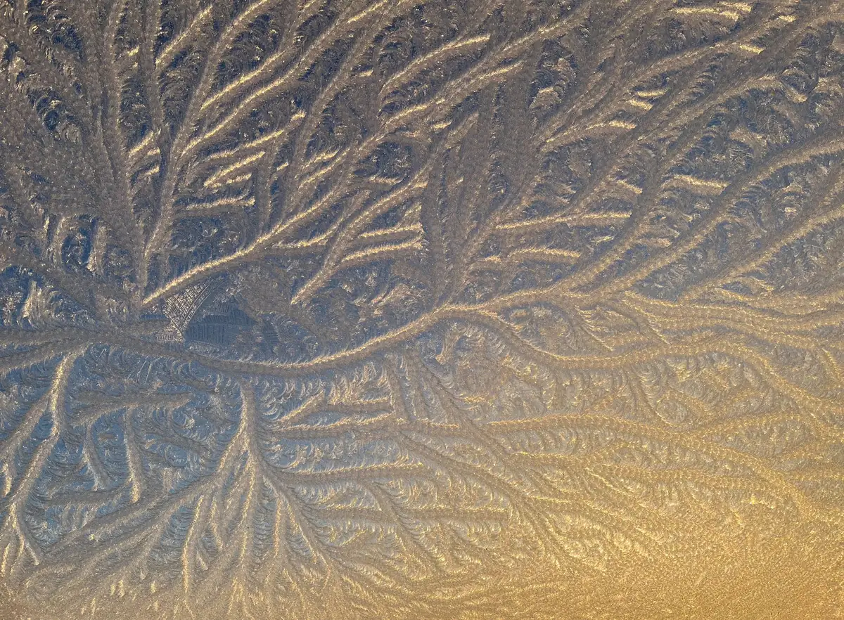 Fern-like frost crystals grown across a window pane