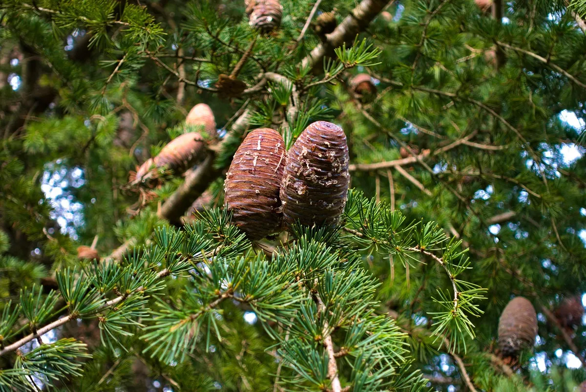 Sticky pine sap and cones on a branch, the kind of residue that bonds to glass