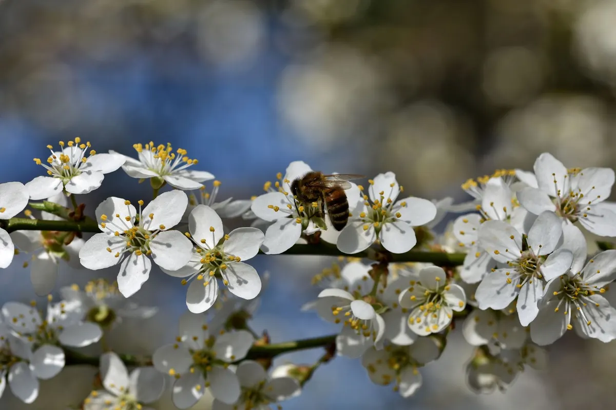 Bees working white fruit blossom on a spring branch
