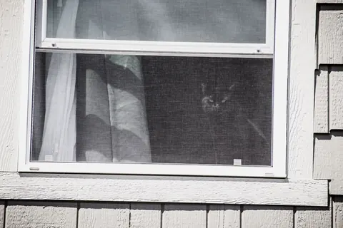 A double-hung window with an insect screen over the lower sash