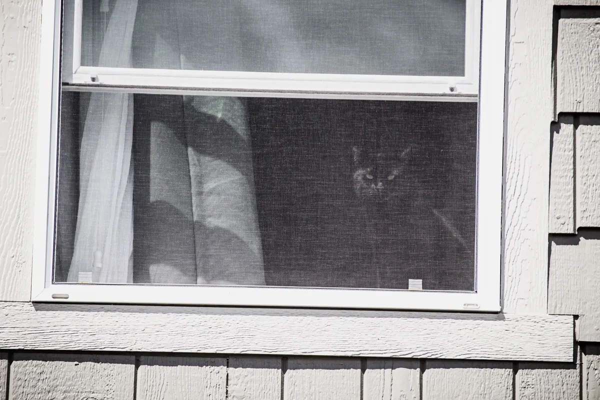 A double-hung window with an insect screen over the lower sash